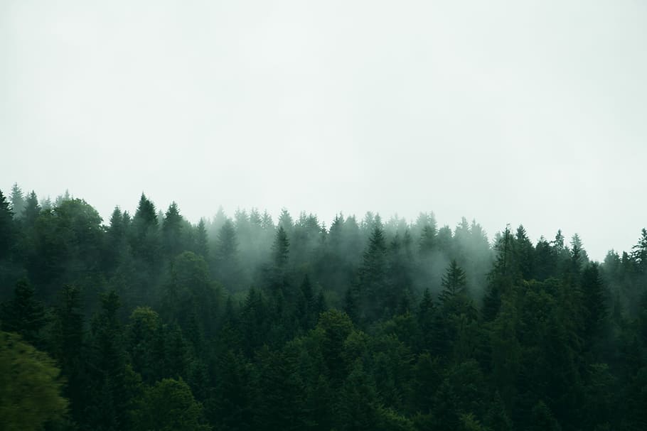 brume # 1, grøn, fyrretræer, hvid, skyer, tåge, træ, natur, Skov, tåget, plante, skønhed i naturen, scenics - natur, jord, ro, rolig scene, himmel, fyrretræ, miljø, grøn farve, vækst, dag, ingen mennesker, fyrreskov, nåletræ, eviggrønne træ, udendørs, 5K