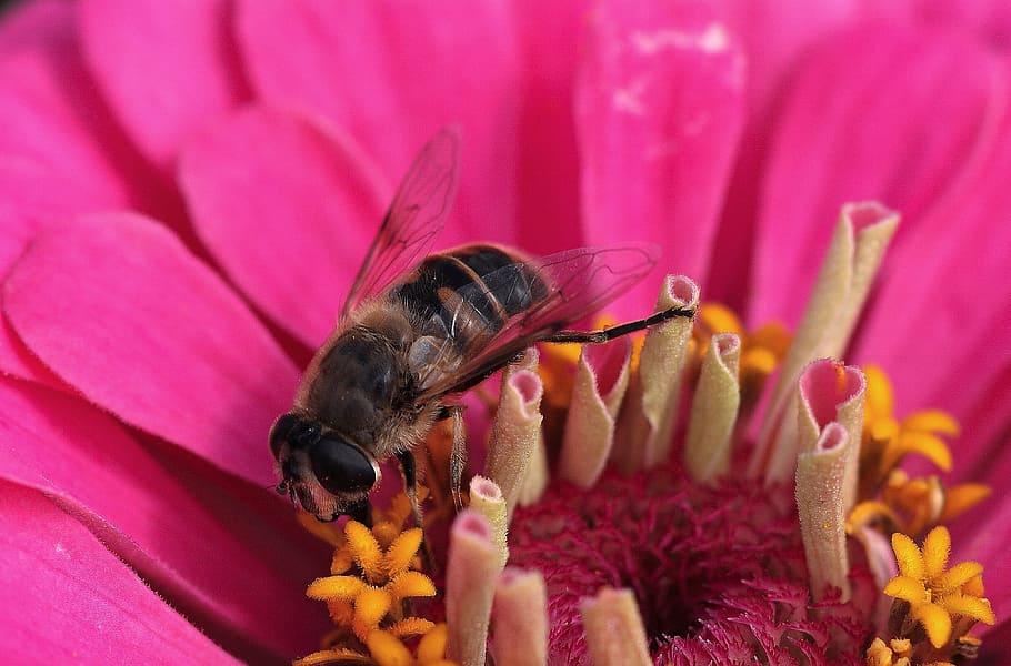 flor, florir, nèctar, abella, tancar, insecte, pol·len, recollir nèctar, blau, estiu, polinització, planta, zinie, rosa, groc, fragància, invertebrat, fauna animal, temes d'animals, animal, planta amb flors, un animal, animals a la natura, pètal, bellesa a la natura, primer pla, vulnerabilitat, fragilitat, cap de flor, color rosa, frescor, cap gent, ala dels animals, a l'aire lliure, Abellot, porpra, 2K