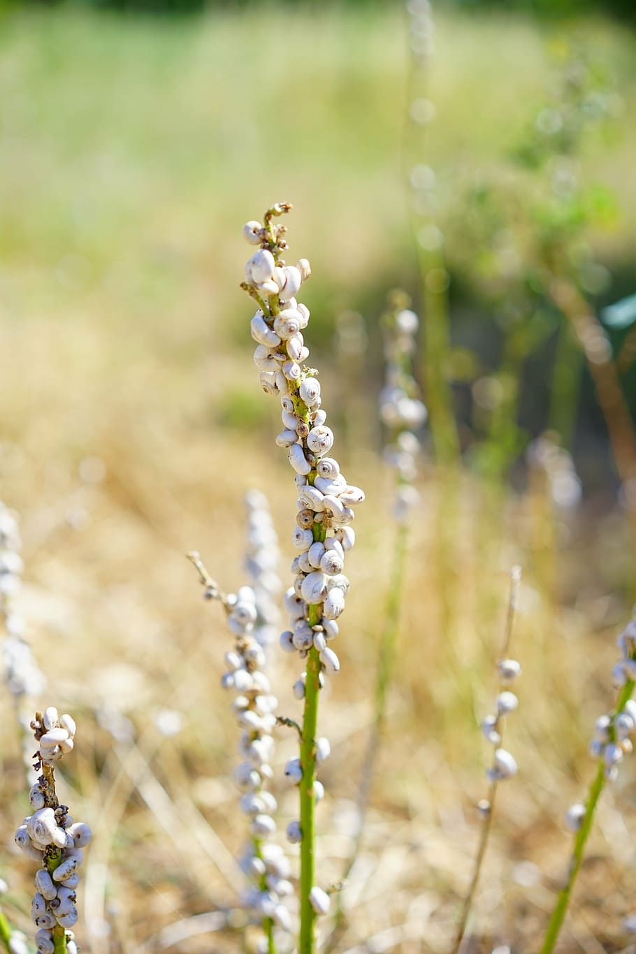cargols, closca de cargol, cargols de cargol, cargol de bruc, xeropicta rough tina, al sud de França, provence, massa, col·lecció massiva, herba, fulla d'herba, blanc, cargol blanc, naturalesa, planta, flor, estiu, prat, a l'aire lliure, creixement, bellesa a la natura, centrar-se en primer pla, dia, camp, terra, primer pla, planta amb flors, cap gent, vulnerabilitat, fragilitat, tranquil·litat, llum solar, frescor, enfocament selectiu, tija de la planta, 5K