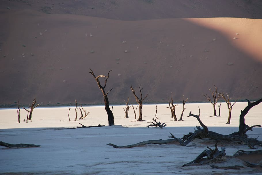 desert, bosc, arbre, naturalesa, duna, parc nacional d'Etosha, namibia, etosha, neu, hivern, temperatura de fred, animals a la natura, aigua, terra, grup d’animals, bellesa a la natura, escenics - natura, cap gent, fauna animal, planta, dia, escena no urbana, tranquil·litat, sorra, a l'aire lliure, clima, planta morta, fusta flotant, clima àrid, 4K