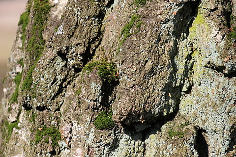 Baum, Borke, Log, Struktur, texturiert, Baumstamm, Kofferraum, Pflanze, Nahansicht, Natur, keine Leute, Rau, Wachstum, Tag, Holz - Material, Fokus auf den Vordergrund, draußen, Sonnenlicht, Vollbild, Hintergründe, Pflanzenrinde, Moos, Struktureffekt, Flechte, 5K, CC0, gemeinfrei, lizenzfrei