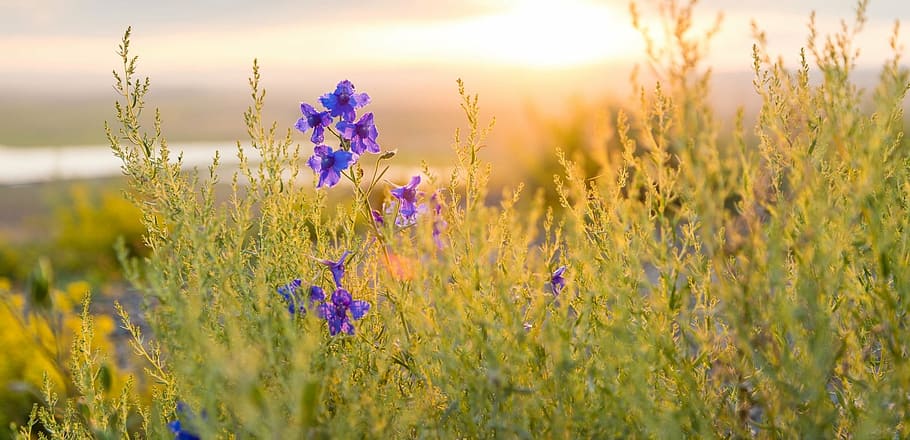 lilla, blomstrede blomster, gylden, time, forår, blomster, sol, plante, blomst, blomstrende plante, Mark, skønhed i naturen, himmel, solnedgang, jord, vækst, ro, natur, friskhed, landskab, landbrug, selektiv fokusering, landlige scene, rolig scene, sollys, terapi, ingen mennesker, linseflare, udendørs, aromaterapi, 1080P