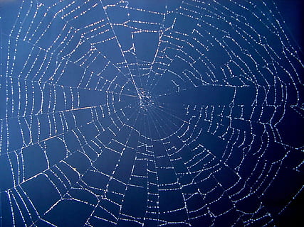 vicino, foto, ragnatela, ragno, web, netto, griglia, seta, gocce, rugiada, mattina, alba, fragilità, sfondi, avvicinamento, modello, nessuno, natura, far cadere, vulnerabilità, concentrico, acqua, fotogramma intero, concentrarsi sulle conoscenze acquisite, all'aperto, bagnato, modello naturale, macro, complicazione, complessità, sfondo nero, 720P, CC0, dominio pubblico, privo di copyright