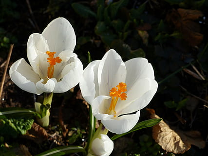 crocus, bunga-bunga, musim semi, putih, daun, taman, warna, alam, bunga, menanam, daun bunga, tanaman berbunga, warna putih, kerentanan, kerapuhan, keindahan di alam, kesegaran, hal berkembang, pertumbuhan, kepala bunga, merapatkan, fokus pada latar depan, hari, tidak ada orang, di luar rumah, taman - ruang buatan manusia, serbuk sari, kelembutan, 4K, CC0, domain publik, bebas royalti