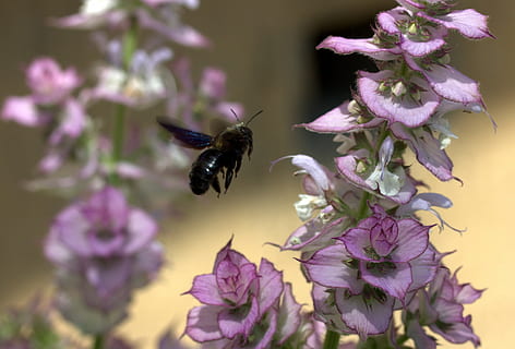 bee, flight, pollination, insecta, flower, nature, flowering plant, insect, animal themes, invertebrate, fragility, animal, one animal, vulnerability, beauty in nature, animals in the wild, animal wildlife, freshness, plant, petal, flower head, close-up, growth, purple, no people, hovering, bumblebee, 2K, CC0, public domain, royalty free