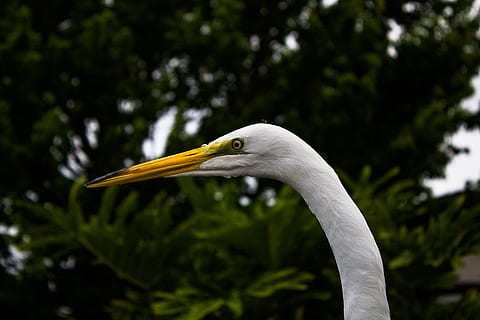 orange, toppede, hvid, svane, hvidt dyr, store egret, fugl, natur, dyr, dyreliv, hejre, hejren, heron familie, vand, dyr i naturen, næb, et dyr, dyre temaer, hvirveldyr, fokus på forgrunden, træ, hvid farve, tæt på, plante, dag, ingen mennesker, udendørs, dyr kropsdel, sidebillede, dyrehalsen, dyr hoved, profilvisning, 5K, CC0, offentligt domæne, royaltyfrie