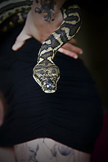 serpente, testa di serpente, pitone, rettile, ecologia, vivente, selvaggio, zoologia, veleno, specie, lingua, sibilo, velenoso, biologia, Pericolo, vipera, scala, animale, donne, una persona, persone reali, stili di vita, parte del corpo umano, in casa, mano umana, mano, avvicinamento, uomini, attività di svago, concentrarsi sulle conoscenze acquisite, Sezione centrale, messa a fuoco selettiva, adulto, vista frontale, vista dall'alto, giovane adulto, dito, 4K, CC0, dominio pubblico, privo di copyright