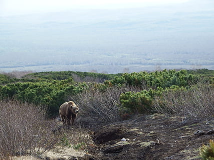 Bär, braun, Raubtier, Tier, wildes Tier, Treffen, Achtung, lebende Natur, Zeder, Bruin, zottelig, Bergplateau, Tierthemen, Säugetier, Tierwelt, ein Tier, Pflanze, Wirbeltier, Natur, Haustiere, Tiere in freier Wildbahn, keine Leute, inländisch, Tag, Vieh, Feld, Land, Landschaft, Schönheit in der Natur, Gras, draußen, pflanzenfressend, 1080P, CC0, gemeinfrei, lizenzfrei