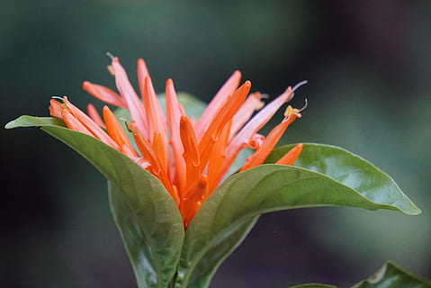 floare, a inflori, macro, micro, inflori, plantă, vară, grădină, primăvară, natură, floral, verde, botanică, moale, botanic, planta cu flori, prospeţime, frunze, parte a plantelor, vulnerabilitate, a închide, fragilitate, creştere, frumusețe în natură, culoare portocalie, petală, nici o persoana, inflorescenţă, cap de floare, Culoarea verde, 4K, CC0, domeniu public, fără drepturi de autor