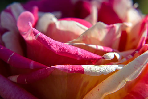 Makro, schließen, blühen, Rose, Blume, Frühling, Rosa, Natur, Pflanze, zweifarbig, Garten, Sommer-, Schönheit, Rosenfamilie, zweifarbige Rose, Farbe, Rosenblüte, Nahansicht, pinke Farbe, rot, drinnen, Erwachsene, Schönheit in der Natur, blühende Pflanze, Blütenblatt, Frische, Zerbrechlichkeit, Verletzlichkeit, Blütenstand, Blütenkopf, keine Leute, selektiver Fokus, Fokus auf den Vordergrund, Weichheit, lila, Gartenarbeit, 4K, CC0, gemeinfrei, lizenzfrei