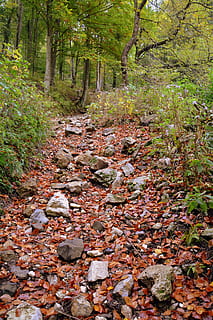 pista, foresta, autunno, escursione, montagna, il percorso europeo, e5, Lessinia, Italia, albero, terra, pianta, la tranquillità, bellezza nella natura, natura, nessuno, foglia, parte vegetale, crescita, giorno, sentiero, scena tranquilla, la strada davanti, bosco, tronco d'albero, direzione, tronco, modificare, all'aperto, flusso - acqua che scorre, le foglie, 5K, CC0, dominio pubblico, privo di copyright