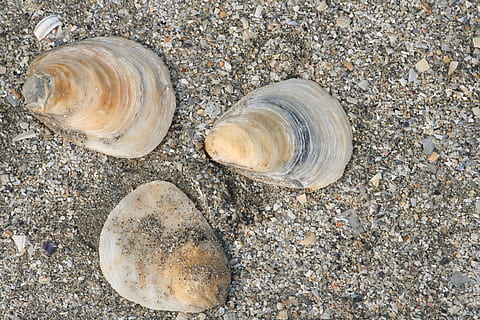 plaża, bok, muszla, piasek, Natura, wylądować, żadnych ludzi, solidny, dzień, skała, skorupa zwierzęca, zbliżenie, zwierzęca przyroda, wysoki kąt widzenia, rock - obiekt, zwierzę, na dworze, naturalny wzór, kamień - przedmiot, woda, kamyk, 2K