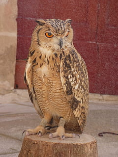 ugle, ørn, fugl, bytte, dyreliv, jæger, falkejagt, eurasiske, stor, europæisk, eagle-owl, Malta, dyr i naturen, et dyr, hvirveldyr, rovfugl, dag, perching, tæt på, portræt, fuld længde, kigger på kameraet, ingen mennesker, udendørs, fokus på forgrunden, forfra, 4K, CC0, offentligt domæne, royaltyfrie