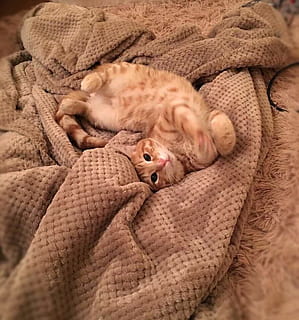 orange, tabby, cat, brown, textile, animal, carpet, cute, feline, pet, rug, animal themes, domestic cat, relaxation, domestic, pets, mammal, domestic animals, blanket, sleeping, one animal, indoors, no people, eyes closed, comfortable, lying down, resting, kitten, cozy, ginger cat, napping, 720P, CC0, public domain, royalty free