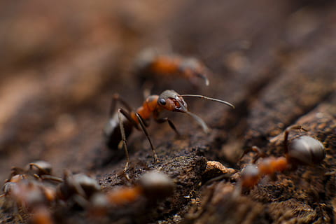 colony, fire ant, selective, focus photo, red, black, Ant, insect, bug, antenna, wood, nature, animal, macro, close-up, small, wildlife, outdoors, one animal, animals in the wild, animal wildlife, animal themes, no people, selective focus, invertebrate, day, land, plant, dirt, solid, animal body part, 5K, CC0, public domain, royalty free