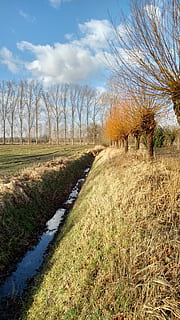 Ditch, Clouds, Willow, field, cloud - sky, landscape, sky, rural scene, grass, plant, tranquility, tranquil scene, land, environment, tree, scenics - nature, beauty in nature, nature, no people, growth, day, non-urban scene, bare tree, outdoors, trail, 2K, CC0, public domain, royalty free