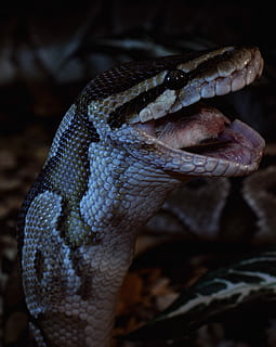 snake, prey, close, ball python, python regius, isolated, reptile, terrarium, head, animal themes, animal, one animal, animal wildlife, animals in the wild, vertebrate, animal body part, close-up, no people, poisonous, animal head, focus on foreground, sign, communication, warning sign, animal scale, nature, zoo, animal eye, animal tongue, animal mouth, 2K, CC0, public domain, royalty free