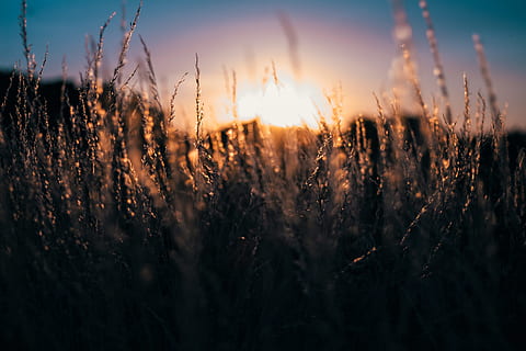 overfladisk, dybde, feltfotografering, græs, sol, selektiv, fokus, kornblad, gylden, timetid, selektiv fokusering, korn, blad, gylden time, tid, natur, solnedgang, sommer, sollys, plante, Mark, udendørs, eng, gul, solopgang - daggry, landlige scene, skumring, skønhed i naturen, himmel, landskab, vækst, landbrug, ingen mennesker, ro, jord, rolig scene, scenics - natur, afgrøde, korn plante, linseflare, 5K, CC0, offentligt domæne, royaltyfrie