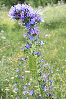 blueweed, echium, flors, blau, bugloss, herbes, escuradents, plantes, flor, porpra, naturalesa, creixement, planta, espígol, planta amb flors, vulnerabilitat, frescor, bellesa a la natura, fragilitat, cap gent, primer pla, camp, terra, dia, pètal, color verd, enfocament selectiu, cap de flor, a l'aire lliure, 4K, CC0, domini públic, lliure de regalies