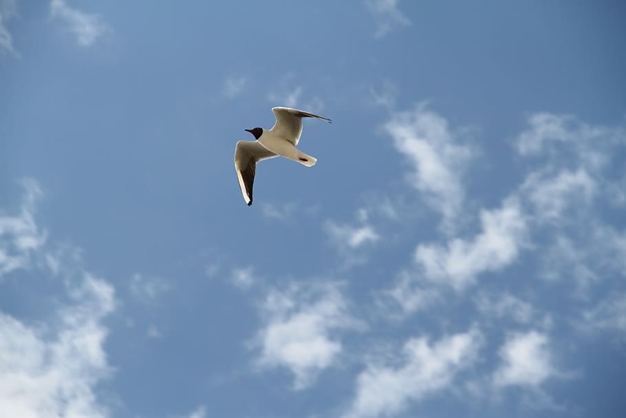 måge, fugl, flyvning, fugl, flyvningen, flyvende, et dyr, himmel, dyre temaer, Midt i luften, dyr i naturen, lav vinkel visning, hvirveldyr, dyr, dyreliv, spredte vinger, sky - himmel, dag, natur, bevægelse, ingen mennesker, fuld længde, blå, udendørs, 5K