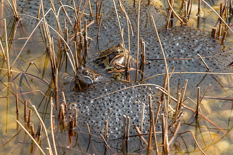 naturalesa, estany, granota, granotes, spawn, estany, granota, frogspawn, canya, aigua, dia, cap gent, a l'aire lliure, planta, fauna animal, animal, temes d'animals, vertebrats, animals a la natura, un animal, vista d’angle alt, terra, sec, primer pla, herba, camp, pantà, 1080P, CC0, domini públic, lliure de regalies