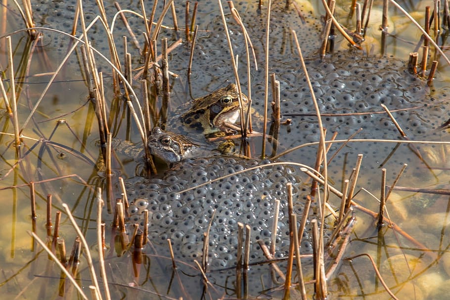 naturalesa, estany, granota, granotes, spawn, estany, granota, frogspawn, canya, aigua, dia, cap gent, a l'aire lliure, planta, fauna animal, animal, temes d'animals, vertebrats, animals a la natura, un animal, vista d’angle alt, terra, sec, primer pla, herba, camp, pantà, 1080P