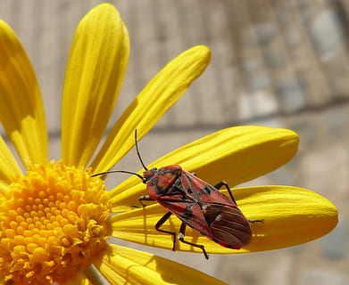 error, insecte, vermell, libar, margarida, flor groga, invertebrat, flor, planta amb flors, bellesa a la natura, pètal, fragilitat, primer pla, groc, temes d'animals, vulnerabilitat, frescor, un animal, animal, fauna animal, animals a la natura, planta, cap de flor, centrar-se en primer pla, inflorescència, cap gent, ala dels animals, pol·len, a l'aire lliure, polinització, 2K, CC0, domini públic, lliure de regalies