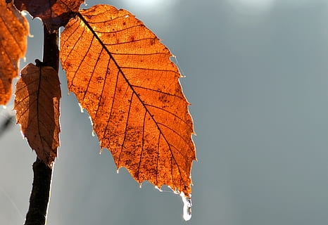 blad, vinter, is, tre, høst, blader, falle, skog, natur, plante del, endring, himmel, anlegg, utendørs, dag, skjønnhet i naturen, fokusere på forgrunnen, oransje farge, nærbilde, miljø, bladvein, ingen folk, ro, gren, lav vinkel visning, naturlig tilstand, 4K, CC0, offentlig domene, opphavsrett gratis