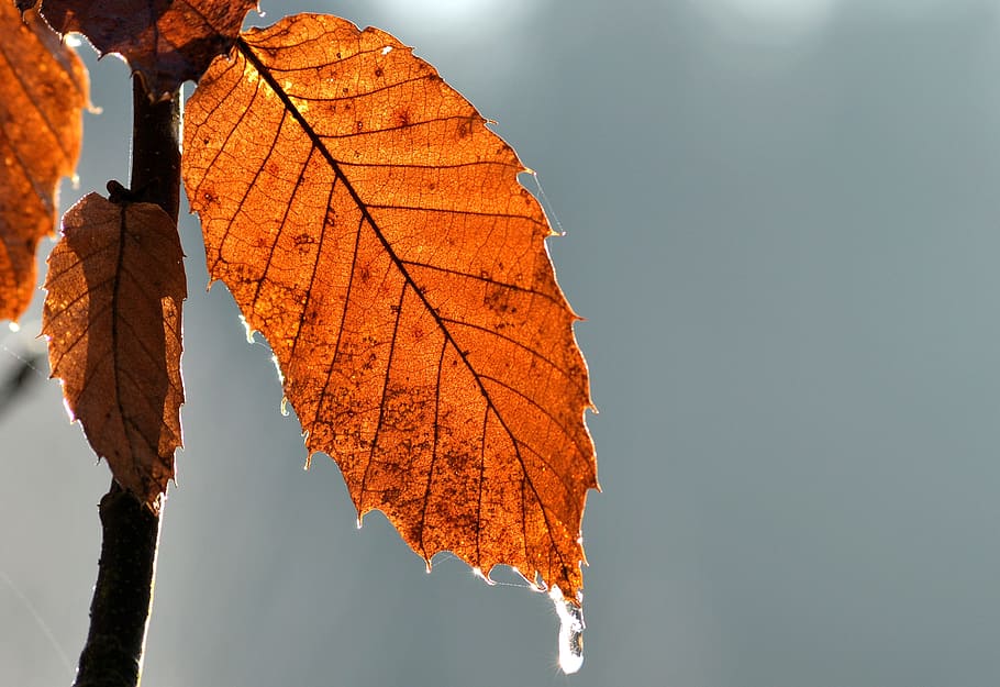 blad, vinter, is, tre, høst, blader, falle, skog, natur, plante del, endring, himmel, anlegg, utendørs, dag, skjønnhet i naturen, fokusere på forgrunnen, oransje farge, nærbilde, miljø, bladvein, ingen folk, ro, gren, lav vinkel visning, naturlig tilstand, 4K