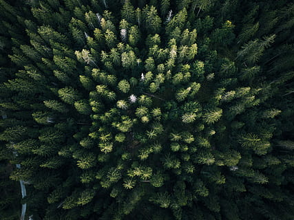 aereo, fotografia, verde, alberi di foglie, uccello, vista dell'occhio, palme, modello, paesaggio, foresta, vista drone, vista aerea, Toop, abete, sopra, natura, montagna, fuco, albero, pianta, crescita, colore verde, fotogramma intero, sfondi, bellezza nella natura, nessuno, giorno, avvicinamento, Pino, la tranquillità, vista dall'alto, freschezza, albero di conifere, all'aperto, terra, Pinaceae, modello naturale, albero sempreverde, clima arido, 2K, CC0, dominio pubblico, privo di copyright