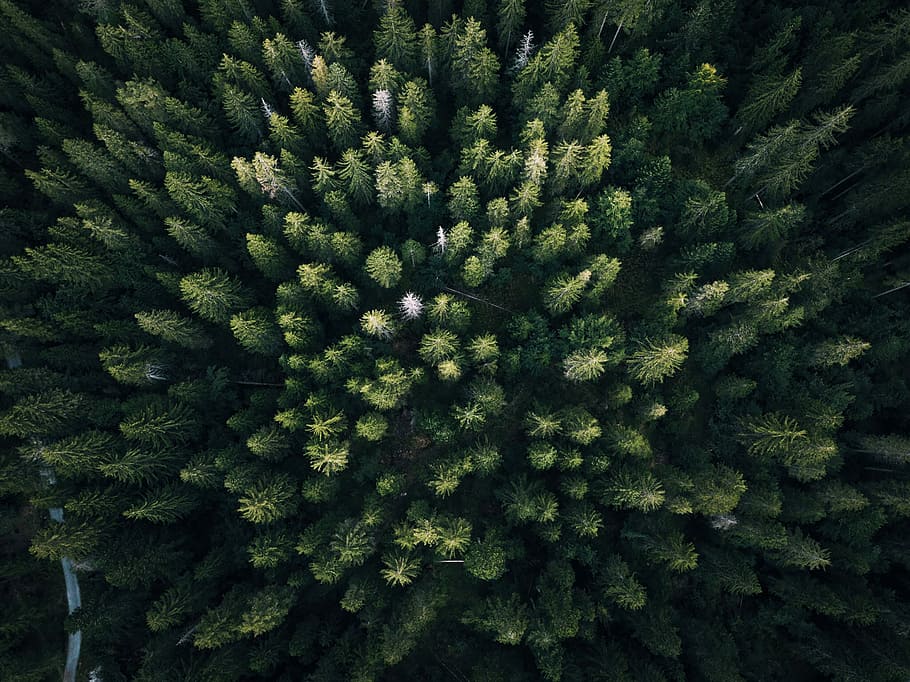 aereo, fotografia, verde, alberi di foglie, uccello, vista dell'occhio, palme, modello, paesaggio, foresta, vista drone, vista aerea, Toop, abete, sopra, natura, montagna, fuco, albero, pianta, crescita, colore verde, fotogramma intero, sfondi, bellezza nella natura, nessuno, giorno, avvicinamento, Pino, la tranquillità, vista dall'alto, freschezza, albero di conifere, all'aperto, terra, Pinaceae, modello naturale, albero sempreverde, clima arido, 2K