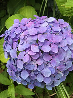 hydrangea, bunga, hydrangea, bunga-bunga, bunga, ungu, alam, keindahan di alam, pertumbuhan, kesegaran, tanaman berbunga, menanam, kerentanan, kerapuhan, daun bunga, merapatkan, hal berkembang, kepala bunga, hari, bagian tanaman, daun, botani, fokus pada latar depan, musim semi, tidak ada orang, di luar rumah, seikat bunga, kelembutan, 2K, CC0, domain publik, bebas royalti
