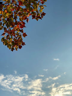 low-angle, ahorn, blade, Foto, træ, himmel, blå, Sky, sollys, blad, efterår, solopgang, morgen, lav vinkel visning, skønhed i naturen, plante del, natur, sky - himmel, plante, ingen mennesker, lave om, dag, ro, udendørs, afdeling, vækst, orange farve, scenics - natur, ahorn blad, 4K, CC0, offentligt domæne, royaltyfrie