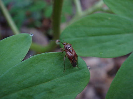 insect, bug, leaf, drop, invertebrate, green color, animal wildlife, animal themes, one animal, animal, animals in the wild, plant part, close-up, plant, day, nature, growth, no people, selective focus, focus on foreground, outdoors, animal body part, small, 1080P, CC0, public domain, royalty free