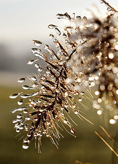 dryppe, dug, dugdråbe, blad, græs, dråbe vand, efterår, Morgentau, tæt, vand, plante, afrimning, baglygte, Morgenrot, ingen mennesker, tæt på, natur, skrøbelighed, friskhed, belyst, dag, udendørs, vækst, skønhed i naturen, fokus på forgrunden, sårbarhed, selektiv fokusering, ro, blomst, sollys, vinter, dråbe, blødhed, 4K, CC0, offentligt domæne, royaltyfrie