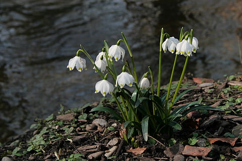 spring snowflake, spring, spring flowers, white, nature, bloom, wild flower, signs of spring, plant, flowering plant, flower, vulnerability, fragility, white color, petal, growth, freshness, snowdrop, beauty in nature, close-up, flower head, focus on foreground, inflorescence, no people, day, leaf, plant stem, outdoors, 2K, CC0, public domain, royalty free