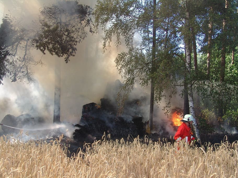 ild, mærke, brandslukning, brand slette, træ, plante, natur, jord, græs, Mark, røg - fysisk struktur, herrer, brænding, en person, beskæftigelse, brand - naturligt fænomen, dag, brandmand, Skov, skovbrand, bagfra, rigtige mennesker, udendørs, forurening, redningsarbejder, 1080P