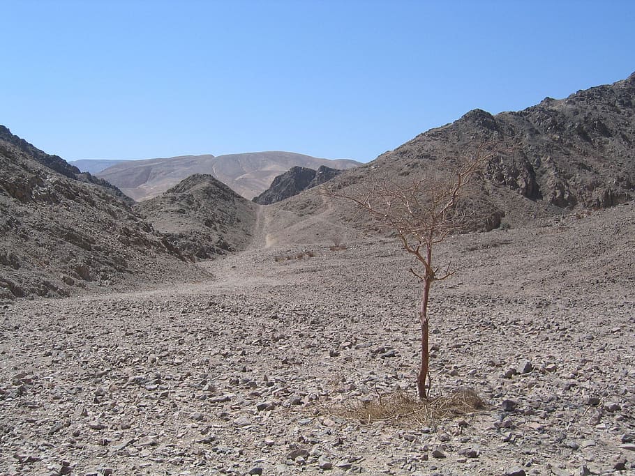 deserto, secco, albero, solo, caldo, asciutto, albero, montagna, clima arido, giorno, catena montuosa, ambiente, paesaggio, scenics - natura, cielo, cielo sereno, natura, terra, clima, terreno estremo, scena non urbana, bellezza nella natura, nessuno, la tranquillità, scena tranquilla, blu, all'aperto, semi arido, eroso, formazione, 2K