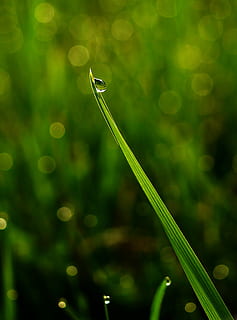 Tau, Perle, Blatt, Regen, Pflanze, Dämmerung, Gras, Natur, grüne Farbe, Wachstum, Nahansicht, Fokus auf den Vordergrund, Schönheit in der Natur, keine Leute, fallen, Wasser, selektiver Fokus, Tag, Zerbrechlichkeit, Verletzlichkeit, nass, Grashalm, Frische, draußen, Pflanzenteil, Linseneffekt, Reinheit, Regentropfen, 4K, CC0, gemeinfrei, lizenzfrei