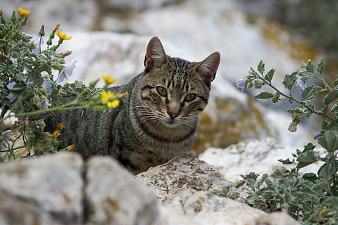katt, blomst, ett dyr, dyr, pattedyr, kjæledyr, dyre temaer, feline, innenlands, anlegg, husdyr, huskatt, blomstrende plante, portrett, ser på kameraet, virveldyr, natur, ingen folk, dag, selektiv fokusering, værhår, tabby, blomsterseng, 5K, CC0, offentlig domene, opphavsrett gratis