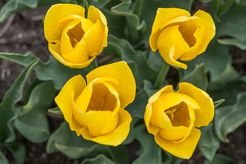 gul, tulipaner, Enger, vår, blomst, floral, blomstre, hage, blomstringen, botanikk, hagearbeid, pære, floral-fotografering, blomstring, våren-blomster, nederlandsk, friskhet, nærbilde, ingen folk, dag, utendørs, blomstrende plante, anlegg, sårbarhet, petal, skjønnhet i naturen, skjørhet, inflorescence, blomsterhodet, vekst, natur, fokusere på forgrunnen, tulipan, plante del, 4K, CC0, offentlig domene, opphavsrett gratis