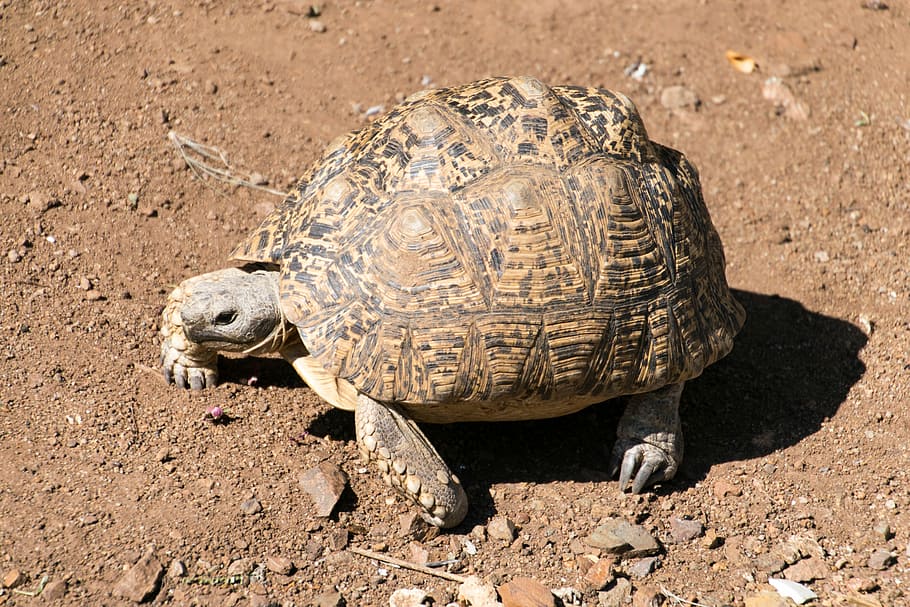 tortuga, tortuga de lleopard, testudinidae, un animal, fauna animal, animals a la natura, rèptil, animal, temes d'animals, vertebrats, naturalesa, terra, cap gent, closca de tortuga, shell, closca d’animals, a l'aire lliure, sorra, dia, llum solar, caminar, 5K