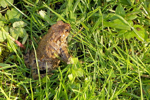 κοινός φρύνος, αμφίβιο, bufo bufo, φρύνος, φύση, βάτραχος, ζώα στη φύση, ένα ζώο, άγριας ζωής των ζώων, γρασίδι, πράσινο χρώμα, φυτό, υψηλή γωνία θέασης, ημέρα, ανάπτυξη, φύλλο, ζώο, μέρος του φυτού, γκρο πλαν, χωρίς κόσμο, ζωικά θέματα, πεδίο, γη, σε εξωτερικό χώρο, λεπίδα γρασίδι, 2K, CC0, δημόσιος τομέαςα, χωρίς δικαιώματαe
