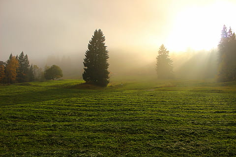verd, arbres de fulles, camp de gespa, daurat, hores, llum a través dels núvols, llum, llum solar, nebulós, boira, divina, bellesa, naturalesa, alba, núvols, camp, cloudscape, color, cel, herba, granja, prat, paisatge, arbre, bosc, a l'aire lliure, posta de sol, estiu, escenics, al matí, color verd, muntanya, sortida del sol - alba, bellesa a la natura, planta, tranquil·litat, escena tranquil·la, escenics - natura, medi ambient, terra, escena no urbana, creixement, idíl·lic, sol, cap gent, flare de la lent, pi, arbre de coníferes, bosc de pi, 5K, CC0, domini públic, lliure de regalies