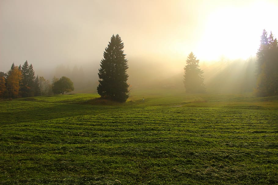 verd, arbres de fulles, camp de gespa, daurat, hores, llum a través dels núvols, llum, llum solar, nebulós, boira, divina, bellesa, naturalesa, alba, núvols, camp, cloudscape, color, cel, herba, granja, prat, paisatge, arbre, bosc, a l'aire lliure, posta de sol, estiu, escenics, al matí, color verd, muntanya, sortida del sol - alba, bellesa a la natura, planta, tranquil·litat, escena tranquil·la, escenics - natura, medi ambient, terra, escena no urbana, creixement, idíl·lic, sol, cap gent, flare de la lent, pi, arbre de coníferes, bosc de pi, 5K