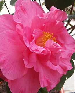 forår, blomst, flor, Camelia, Før, planter, blomster, lyserøde blomster, skønhed, plante, rosa, farver, lyserød farve, kronblad, pæon, blomsterhoved, udendørs, blomstrende plante, skrøbelighed, sårbarhed, friskhed, tæt på, skønhed i naturen, blomsterstand, vækst, dag, natur, ingen mennesker, fokus på forgrunden, pollen, 1080P, CC0, offentligt domæne, royaltyfrie