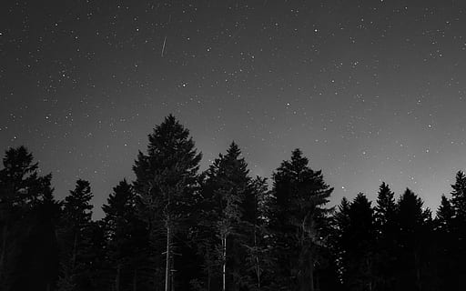 Skov, nat tid, landskabsfotografering, fyrretræer, natur, landskab, himmel, nat, træ, vinter, scenics, udendørs, mørk, sne, stjerne - rum, bjerg, ingen mennesker, skønhed i naturen, ro, astronomi, plante, scenics - natur, plads, vækst, rolig scene, stjerne, stjerne felt, lav vinkel visning, silhuet, idyllisk, uendelighed, rum og astronomi, 5K, CC0, offentligt domæne, royaltyfrie