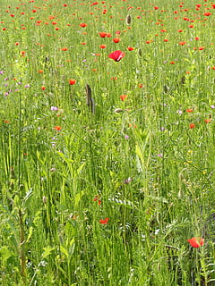 kukuřice, pole, květ, papaver, mák, kukuřice, pole, papaveraceae, rhoeas, divoký, rostlin, jaro, tráva, růst, Příroda, fotosyntéza, zelená barva, rostlina, kvetoucí rostlina, krása v přírodě, svěžest, přistát, zranitelnost, křehkost, celý rám, nikdo, den, pozadí, klid, Červené, venku, květu hlavy, 2K, CC0, veřejná doména, bez autorských práv