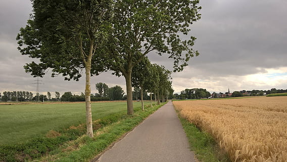 summer, thunderstorm, storm, forward, clouds, road, sky, clouds form, plant, tree, field, landscape, grass, land, environment, nature, cloud - sky, direction, rural scene, the way forward, growth, no people, beauty in nature, agriculture, transportation, tranquility, diminishing perspective, outdoors, 2K, CC0, public domain, royalty free