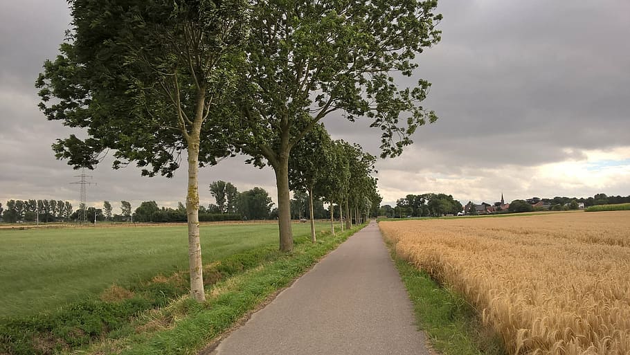 summer, thunderstorm, storm, forward, clouds, road, sky, clouds form, plant, tree, field, landscape, grass, land, environment, nature, cloud - sky, direction, rural scene, the way forward, growth, no people, beauty in nature, agriculture, transportation, tranquility, diminishing perspective, outdoors, 2K